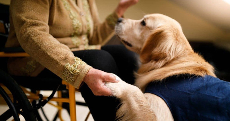 Köpekler ve Renk Terapisi: Evcil Hayvanların Renklerle Terapi Deneyimi