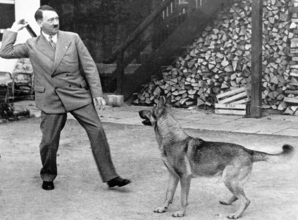 Hitler'in Köpeği Nasıl Öldü? Blondi'nin Trajik Sonu