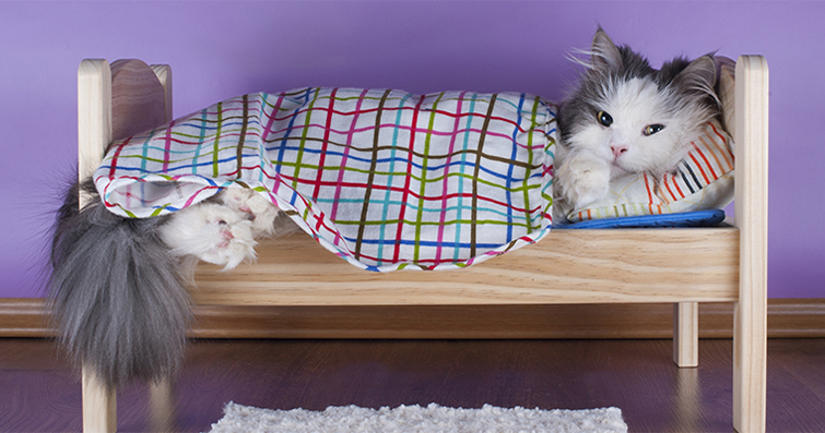 Kedilerde Uykulu Zamanlar: Kedi Yatak ve Dinlenme Alanları