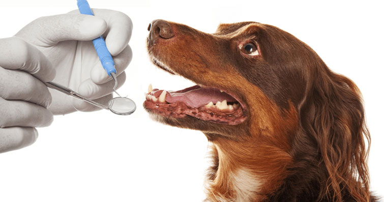 Köpeklerin Ağız ve Diş Sağlığı