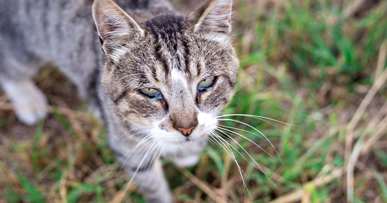 Kediler ve Göz Sağlığı: Göz Temizliği ve Göz Problemleri