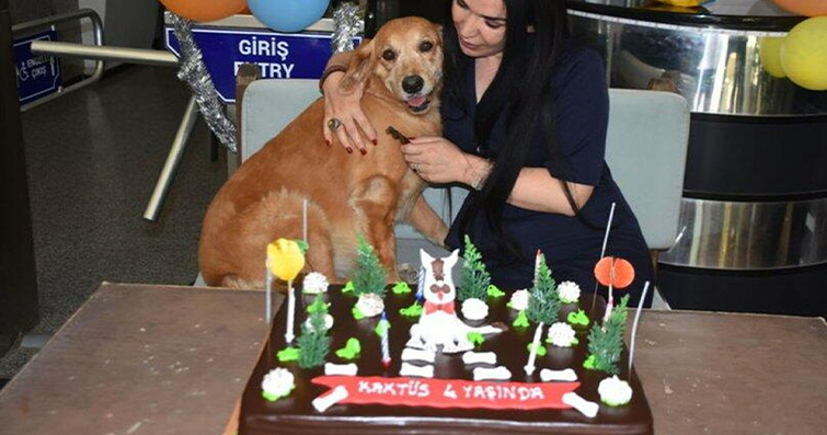 Köpeklerde Yaratıcı Doğum Günü Partisi Fikirleri