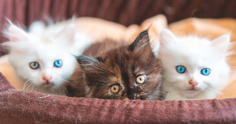 Kedilerde Göz Rengi Değişimi ve Anlamları