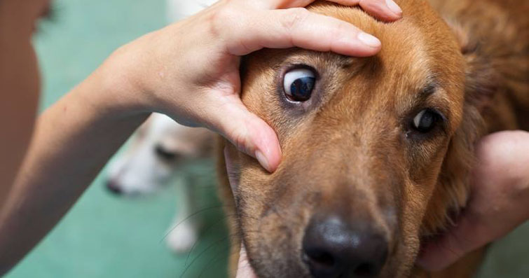 Köpeklerde Göz, Kulak ve Diş Temizliği