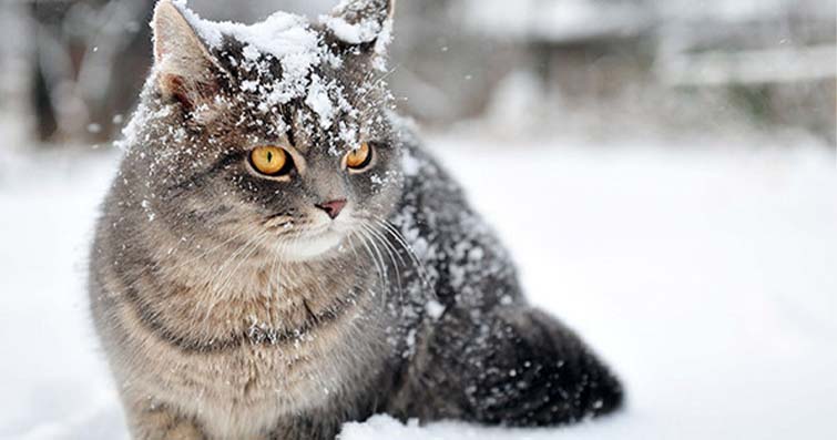 Kedilerde Kışın İyi Bir Diyetin Önemi