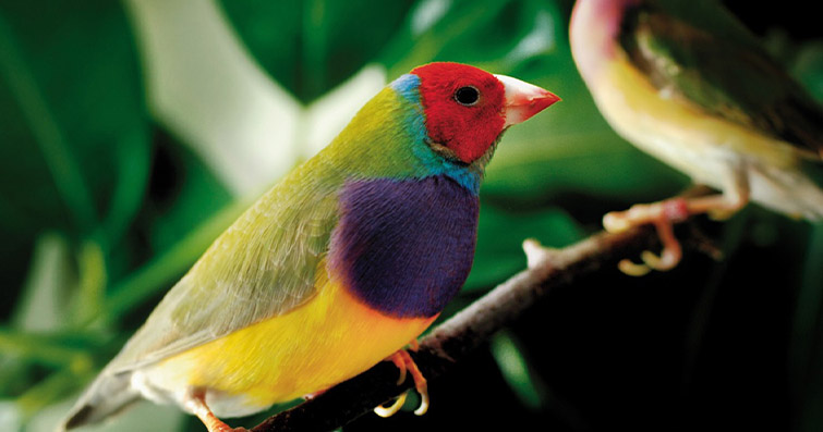 Kuşların Renklenme İlginçlikleri: Kriptik ve Aposematik Renklenme