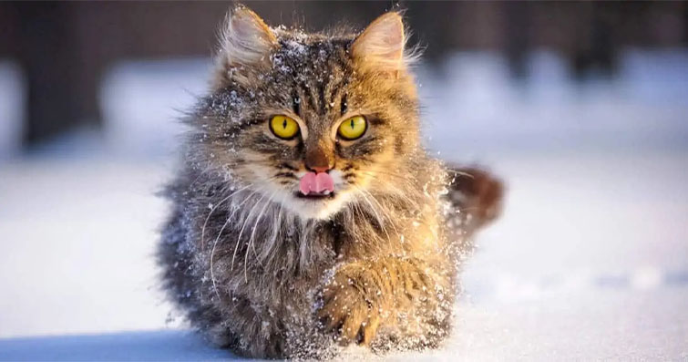 Kedilerde Kış Aylarında Isınma İpuçları