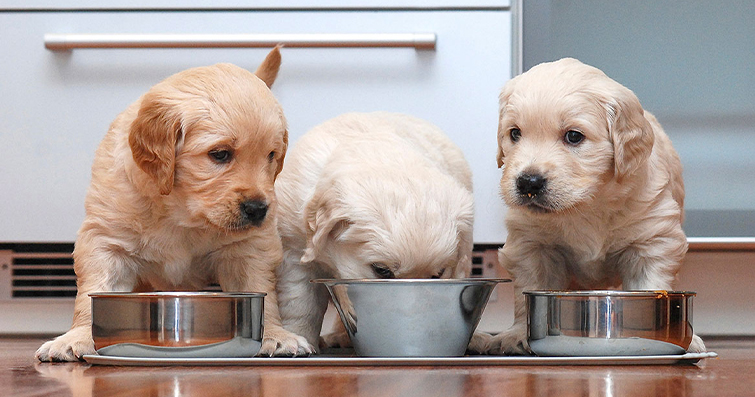  Köpekler İçin Ev Yapımı Sağlıklı Köpek Maması Tarifleri ve Beslenme İpuçları