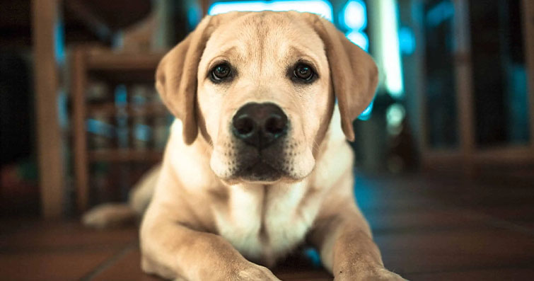 Köpeklerde Fıtık: Belirtileri ve Tedavi Seçenekleri