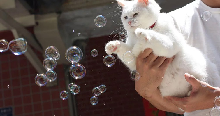 Kediler ve Su: Sevimli Su İle Oyunlar