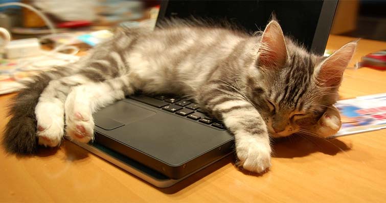 Kediler ve Bilgisayar: Kedilerle Çalışırken Dikkat Edilmesi Gerekenler