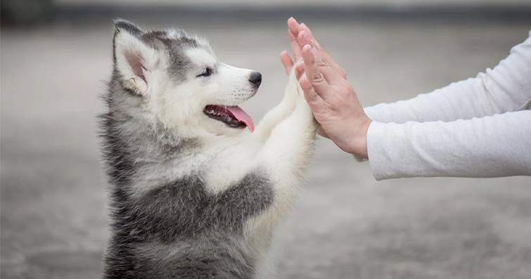 Köpekler ve Biyografi Yazma: Evcil Hayvanın Hayatını Anlatan Hikayeler