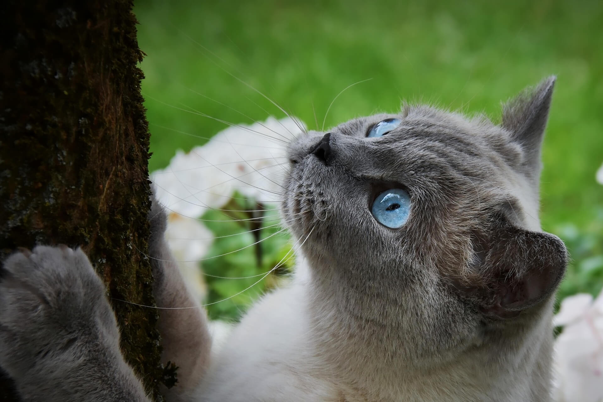 Siamese: İnce Vücutlu ve İnce Hatlı Güzel Kediler