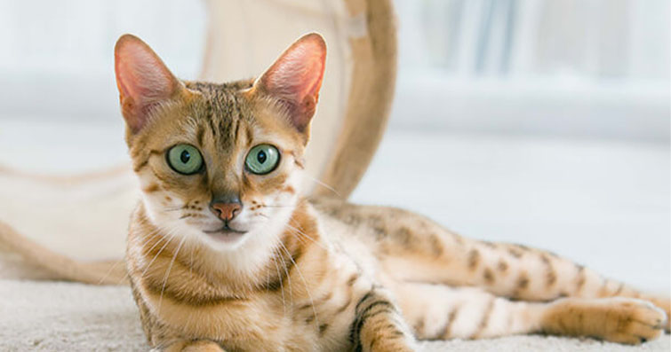 Kedilerde İdrar Yolu Enfeksiyonları: Belirtileri ve Tedavi