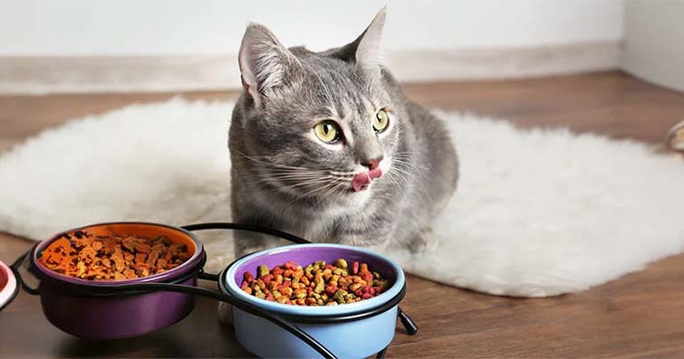 Kedilerin Günlük Beslenme İhtiyaçları