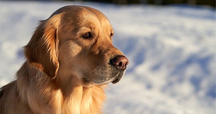 Köpeklerde Nörobilim: Beyin Egzersizleri ve Bilişsel Sağlık İçin Yaklaşımlar
