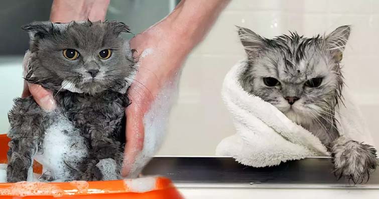 Kedilerde Yıkanma Teknikleri ve Banyo İhtiyaçları