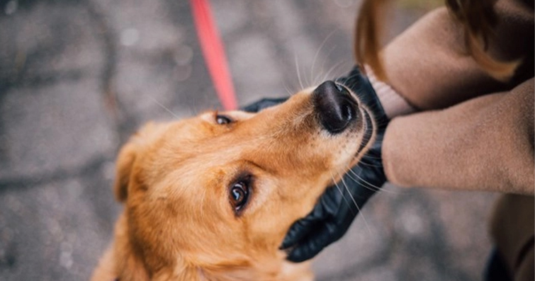 Köpeklerde Korku ve Kaygı Bozuklukları İçin Terapi Seçenekleri