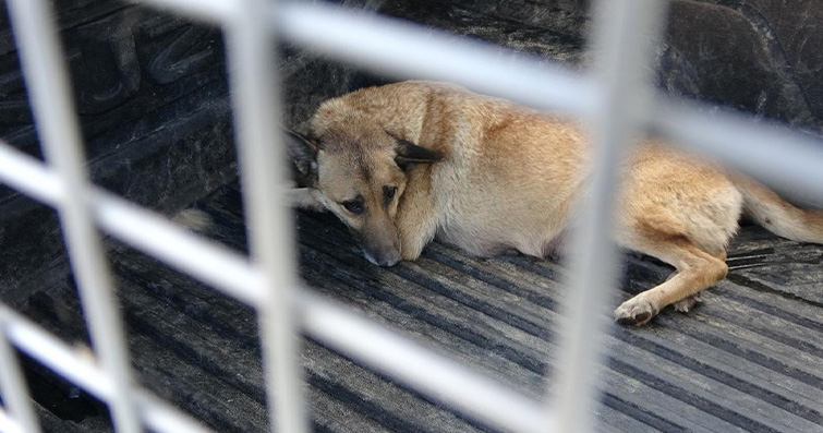 Köpeklerde Kaçakçılık: Kaçak Evcil Hayvan Ticareti ve Önlemler
