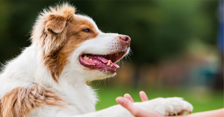 Köpeklerde Ortak Sağlık Problemleri ve Erken Tanı İpuçları