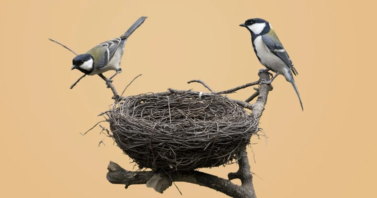 Yuva İnşası ve Bakım: Kuşların Yuva Hazırlığı ve Yavrularına Özen Gösterme