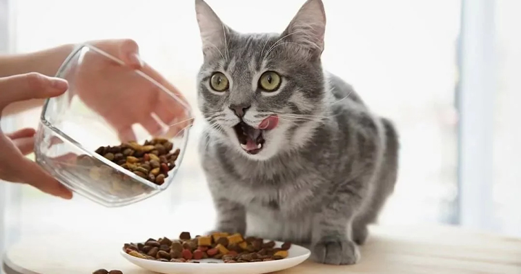 Kedinizde kilo alımını önlemek için püf noktalar
