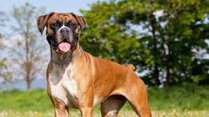 Boxer: Oyun Dolu ve Enerjik Yürekli Köpekler