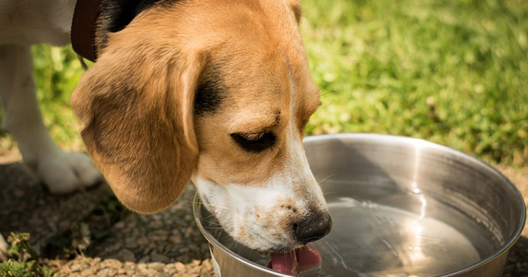 Köpeklerde Dehidrasyon Belirtileri ve Tedavi Yöntemleri
