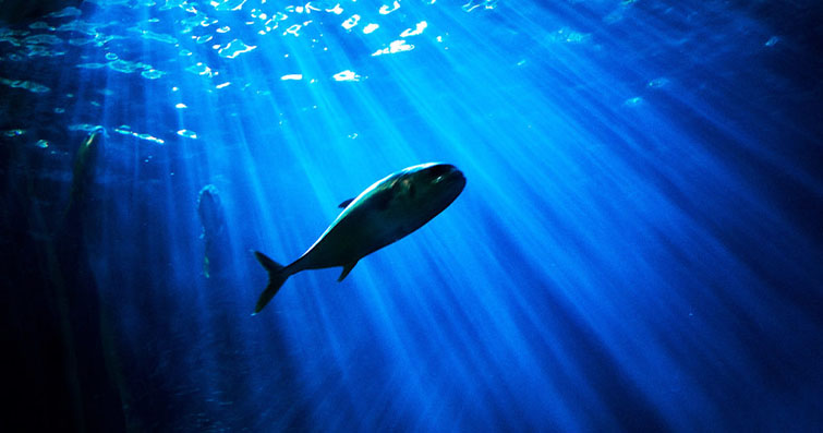 Güneş ışığı ve günün farklı saatlerindeki doğal aydınlatmanın balıkların aktivite seviyeleri üzerindeki etkileri