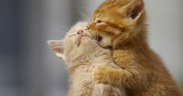 Kediler ve Kardeşlik: Birden Fazla Kedi ile Uyumlu Bir Ortam Yaratın
