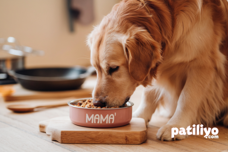 Köpeklerde Beslenme: Kuru Mama mı, Ev Yemekleri  mi?