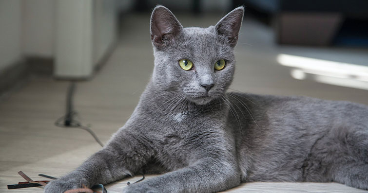 Kedi Cinsiyet Tayini: Erkek ve Dişi Kedileri Ayırt Etme Kılavuzu