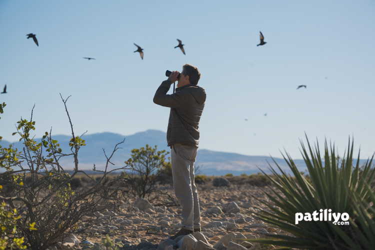 Kuş Gözlemciliği (Birdwatching): Yeni Başlayanlar İçin Rehber