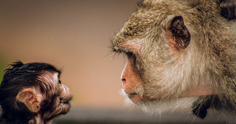 Vahşi Hayvanların İletişim Dili: Doğanın Sessiz Konuşmaları