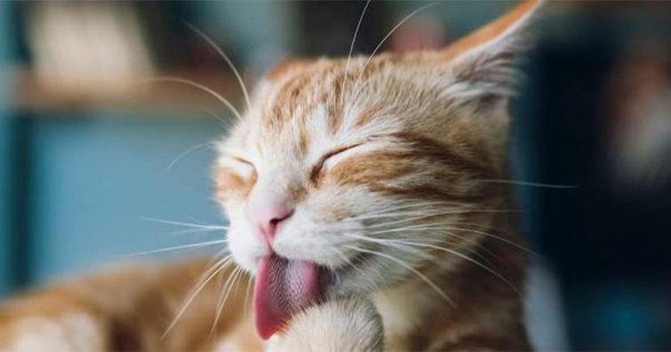 Kedi Zen'i: Kedilerin Hayat Felsefesi ve Stresle Başa Çıkma Yolları