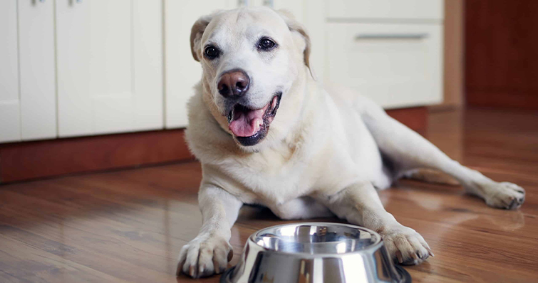 Köpek Kilo Kontrolü ve Sağlıklı Beslenme İpuçları