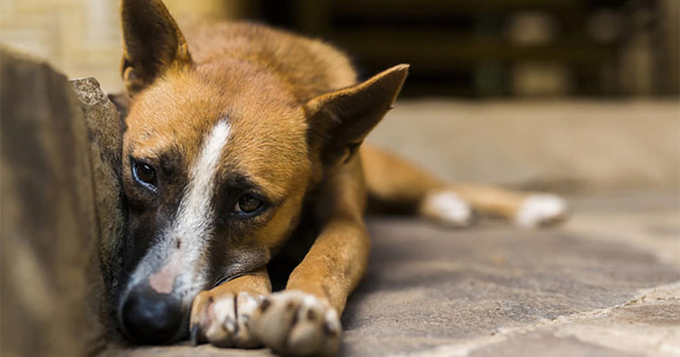 Köpeklerde Böcek Sokmaları ve Isırıkları: Tehlikeli Canlılardan Korunma Yolları
