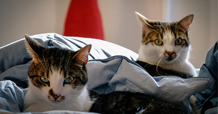 Kediler ve Misafirperverlik: Kedinizle Misafirlerinizi Tanıştırma Stratejileri