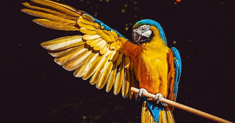 Papağan Cinsleri ve Kişilikleri: Hangi Papağan Türü Size Uygun