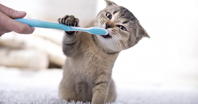 Kedilerde Diş Taşı Oluşumu ve Diş Temizliği Önerileri
