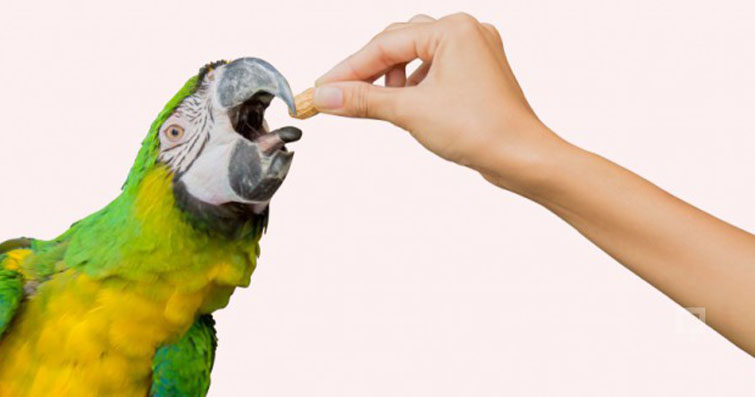 Beslenme Çeşitliliği: Kuşların Diyetleri