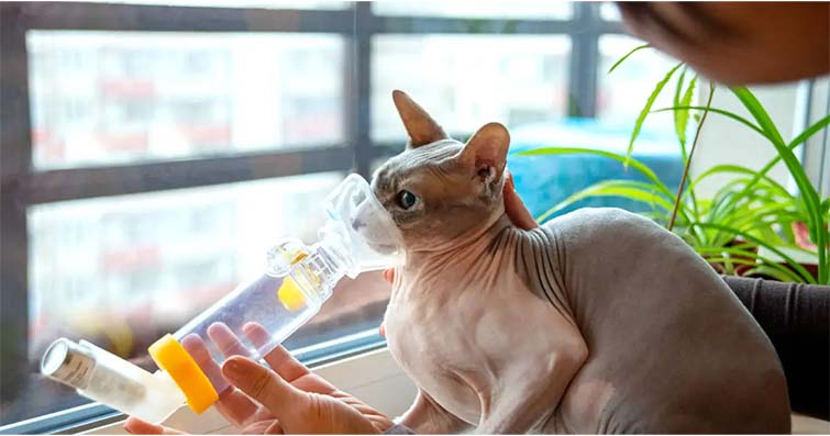 Kedilerde Öksürük ve Nefes Darlığı: Nedenleri ve Tedavi Seçenekleri
