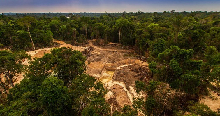 Ormanın Altın Gücü: Bitkisel İlaçlar ve Doğal İyileştirme Yolları