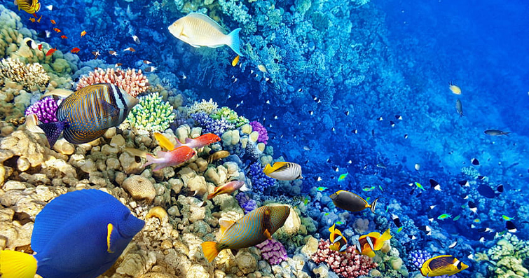 Denizaltı Evleri: Mercanlar ve Diğer Canlıların Barınma Alanları