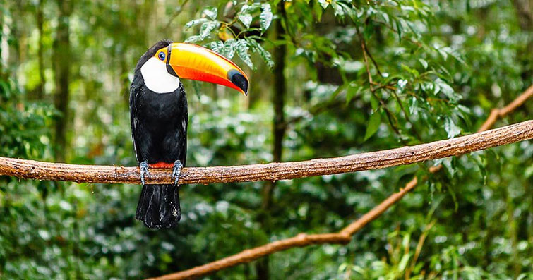 Amazon Yağmur Ormanının Gizemli Sakinleri: Egzotik Orman Canlıları