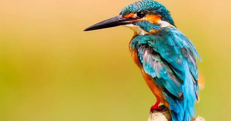  Kuşlar ve Diğer Hayvanlarla İletişim: Sözsüz Anlaşmalar