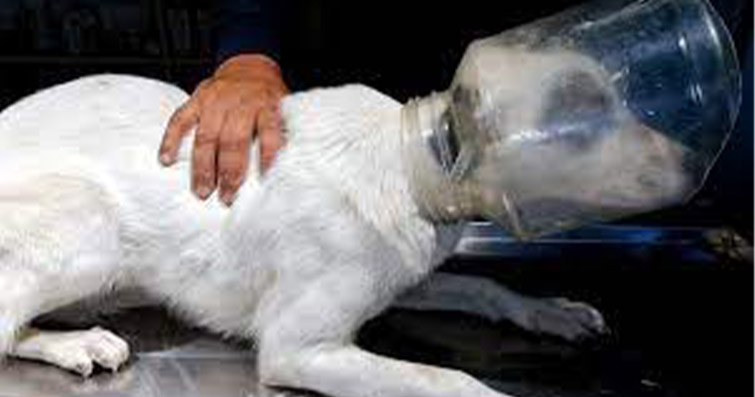 Çevrenize Çöp Atmayın Lütfen: Başına Plastik Bidona Sıkışan Köpeğin Mutlu Sonlu Hikayesi