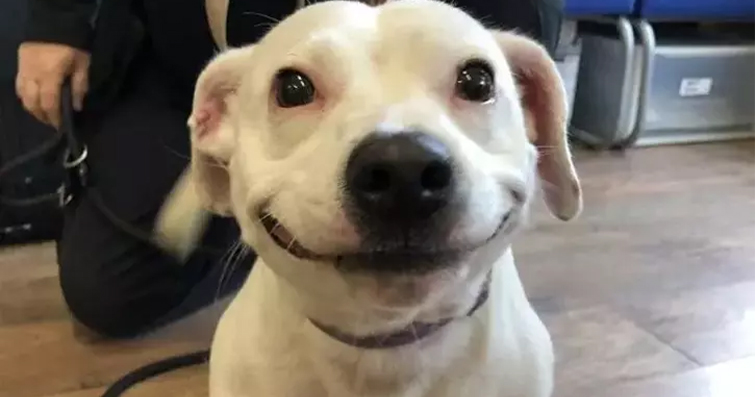 Köpeklerde Anatomik Garip Hareketler ve Espri Unsurları: Gülme Krizine Davet!