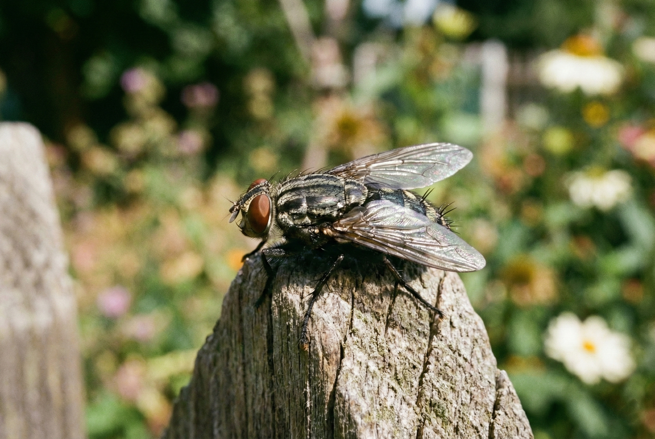 Mide Bulandırıcı Gerçek: Hangi Hayvan Kendi Kusmuğunu Yer?