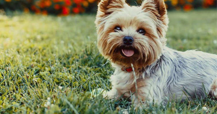 Yorkshire Terrier Köpekleri: Özellikler, Kişilik ve Bakım